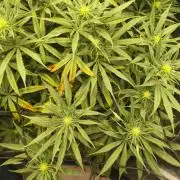 Shishka Lemonade = Air L x Shishkaberry