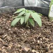 Blue Zushi = Kush Mints x Zkittlez