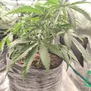 Shishka Lemonade = SLH x Shishkaberry