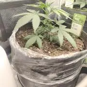 Blue Zushi = Kush Mints x Zkittlez