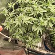 Blue Zushi = Kush Mints x Zkittlez