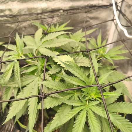 Wonder Pie = Wedding Cake x OG Kush