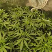 Wonder Pie = Wedding Cake x OG Kush