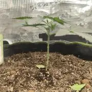 Franco's Lemon Cheese=SLH x ExodusCheese