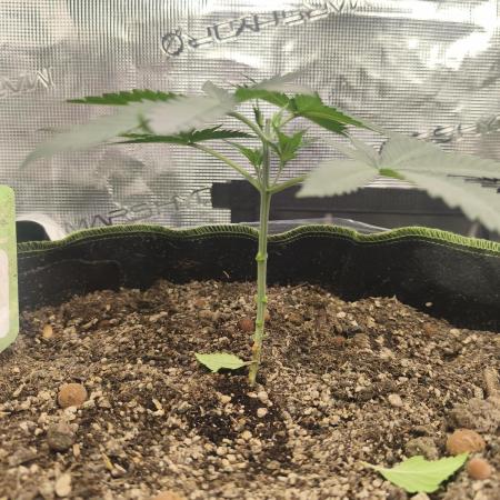 Franco's Lemon Cheese=SLH x ExodusCheese