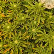 Wonder Pie = Wedding Cake x OG Kush