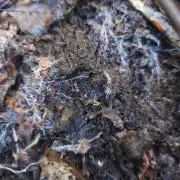 Hou_Stone Living Soil Creation