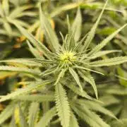 Shishka Lemonade = Air L x Shishkaberry