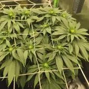 White Widow - 50L Organic