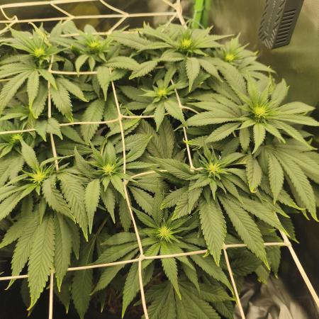 White Widow - 50L Organic
