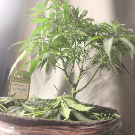Shishka Lemonade = SLH x Shishkaberry