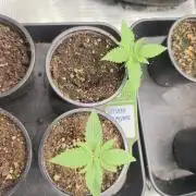 Shishka Lemonade = SLH x Shishkaberry