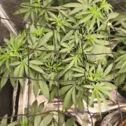 Franco's Lemon Cheese=SLH x ExodusCheese