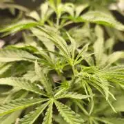Shishka Lemonade = SLH x Shishkaberry