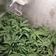 Mandarin Cookies V2