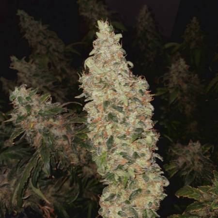 Gorilla Glue #4