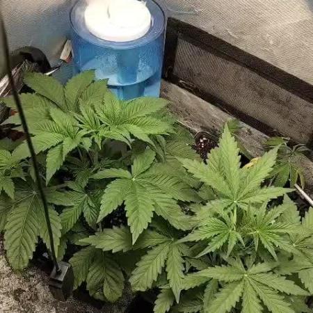 Mandarin Cookies V2