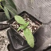 Mandarin Cookies V2
