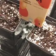 Mandarin Cookies V2