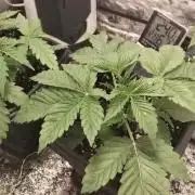 Mandarin Cookies V2