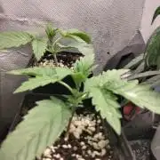 Mandarin Cookies V2