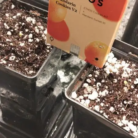 Mandarin Cookies V2