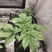 Mandarin Cookies V2