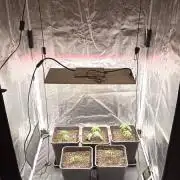 Blueberry muffin - 1st grow 