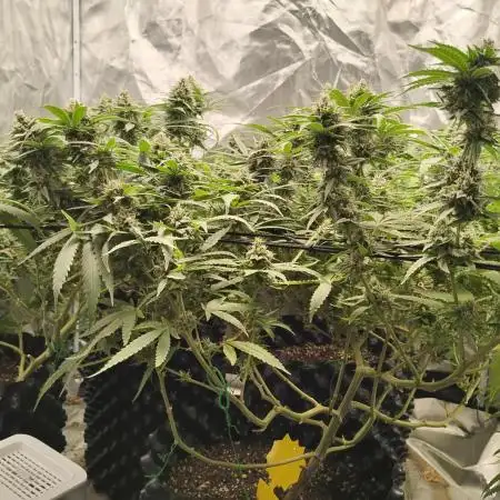 Mimosa Shot clones