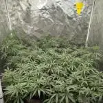 Mimosa Shot clones