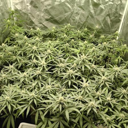 Mimosa Shot clones