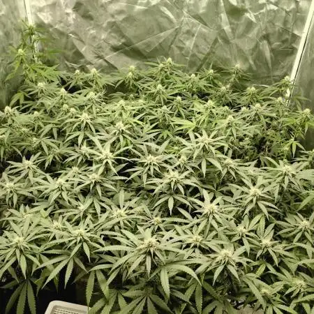 Mimosa Shot clones