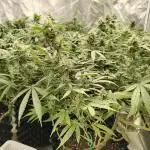 Mimosa Shot clones