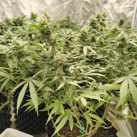 Mimosa Shot clones