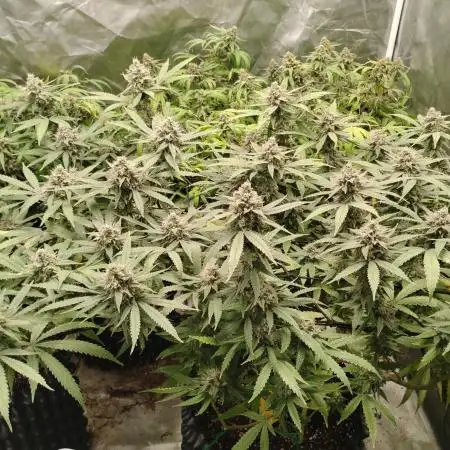 Mimosa Shot clones