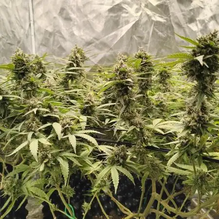 Mimosa Shot clones