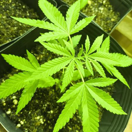 Amnesia Haze Mother Selection