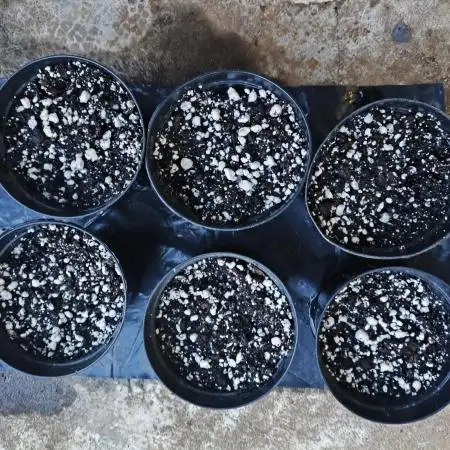 Amnesia Haze Mother Selection