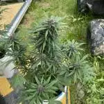 Fast buds, seedsman, RQS, Growers choice