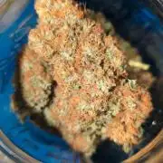 Hawaiian Dream - Sticky Finger Seeds