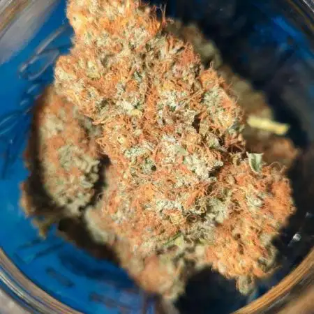 Hawaiian Dream - Sticky Finger Seeds