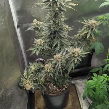 HILLBILLY WEDDING 💍 Ziplock Seeds