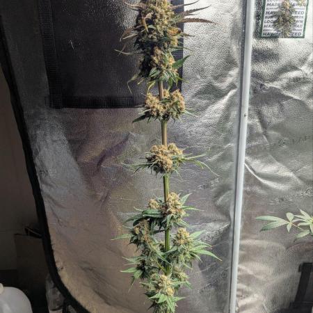 Hawaiian Dream - Sticky Finger Seeds