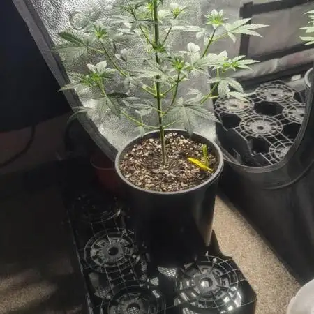 Critical Orange Cookies