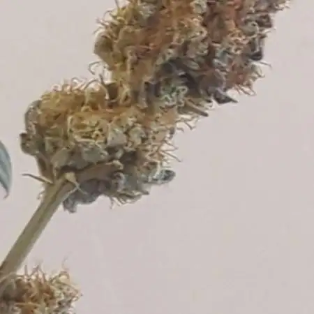 SUGAR RIM - DIRTY BIRD GENETICS