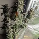 Frosted Flakes x True Blood