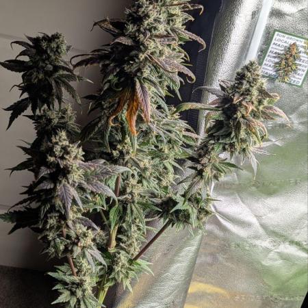 Frosted Flakes x True Blood