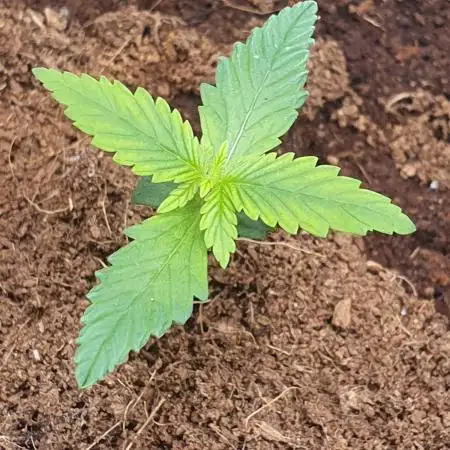 ❄️ FrostBanger ❄️ FastBuds