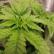 Zillions - Barney's Farm