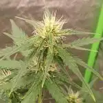 WeedSeedsExpress - Tangerine Dream Auto
